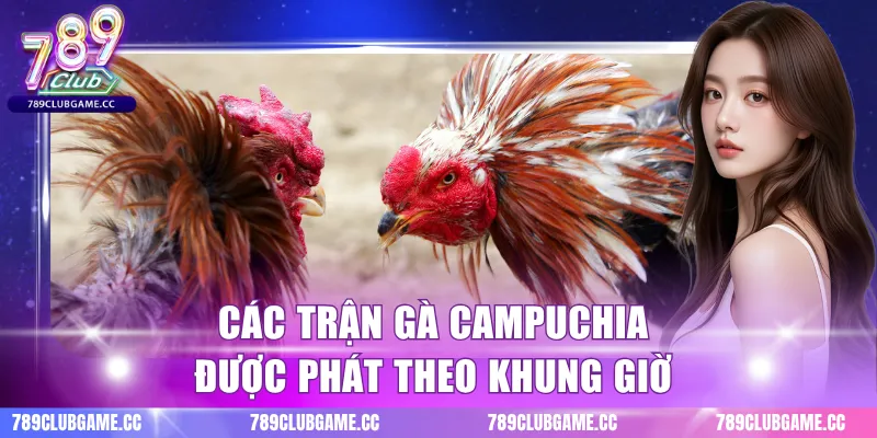 Các trận gà Campuchia được phát theo khung giờ