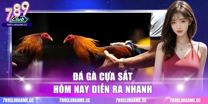 Đá gà cựa sắt hôm nay diễn ra nhanh