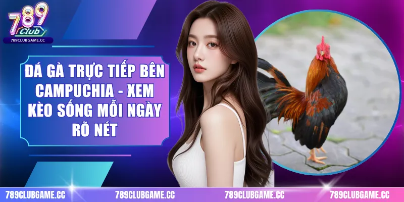 Đá Gà Trực Tiếp Bên Campuchia - Xem Kèo Sống Mỗi Ngày Rõ Nét